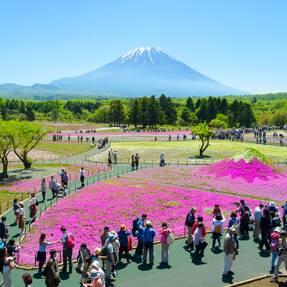 liliki1's tweet photo. 富士山とのコラボが美しい絶景「富士芝桜」🌸

今年の見頃は、おそらく今月下旬～来月上旬頃になるんじゃないかと思います✨

詳しくは… → https://t.co/t4cEsPvXtt https://t.co/KeeqHLbHpF