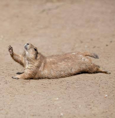 Weekend please. Спящий суслик. Суслик лежит.