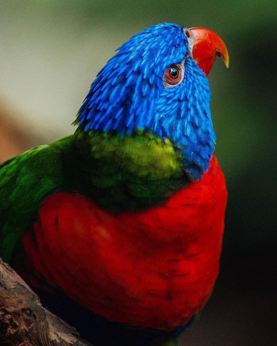 Did you know that Rainbow Lorikeets are identical? If they are the same age, the male tends to be larger, but the only 100% accurate way to tell them apart is a DNA test.

📸 simon.levett (instagram)

<a href="/CairnsGBR/">Cairns & Great Barrier Reef</a> <a href="/Queensland/">Queensland Australia</a> <a href="/Australia/">Australia</a> #exploretnq #thisisqueensland