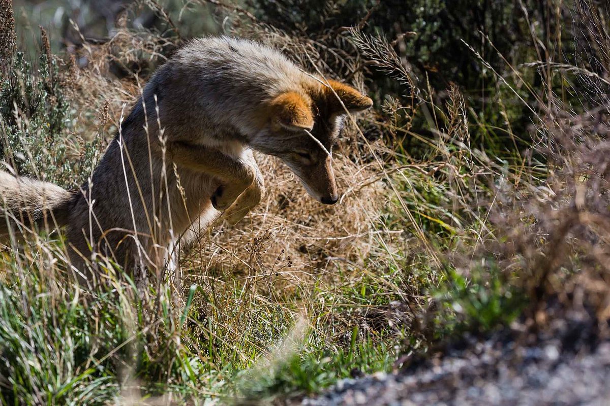 JamboAfricaAdv1's tweet photo. Feeling bright eyed & bushy tailed this morning ๐ฆ๐ฟ
@francisonsafari #jackal #dog #coyote #fox #wolf
#wilddog #africandog #africandogs #brighteyes #brighteyed #brighteyedandbushytailed #bushytail
#goodmorning #goodmorningworld #morning #topofthemorning #topofthemorningtoyou https://t.co/CCS8HpMTnx
