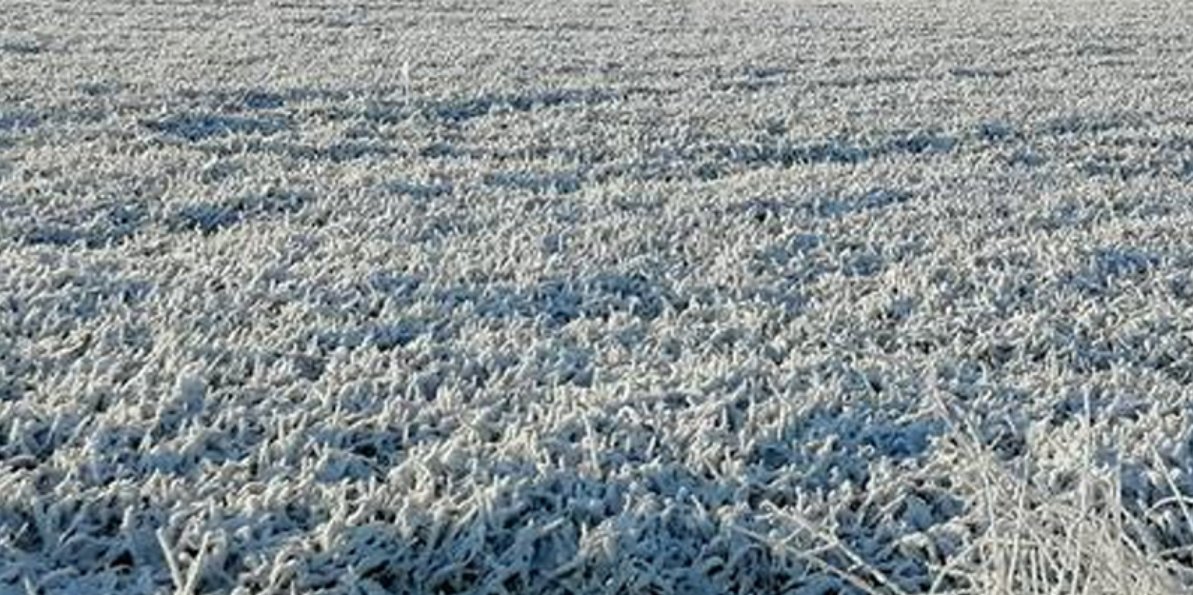 Gel de début montaison : quel risque sur les céréales à paille ? Des impacts probables, jamais systématiques, variables selon les espèces, les stades et les situations ➡️ à surveiller arvalis-infos.fr/gelees-matinal…