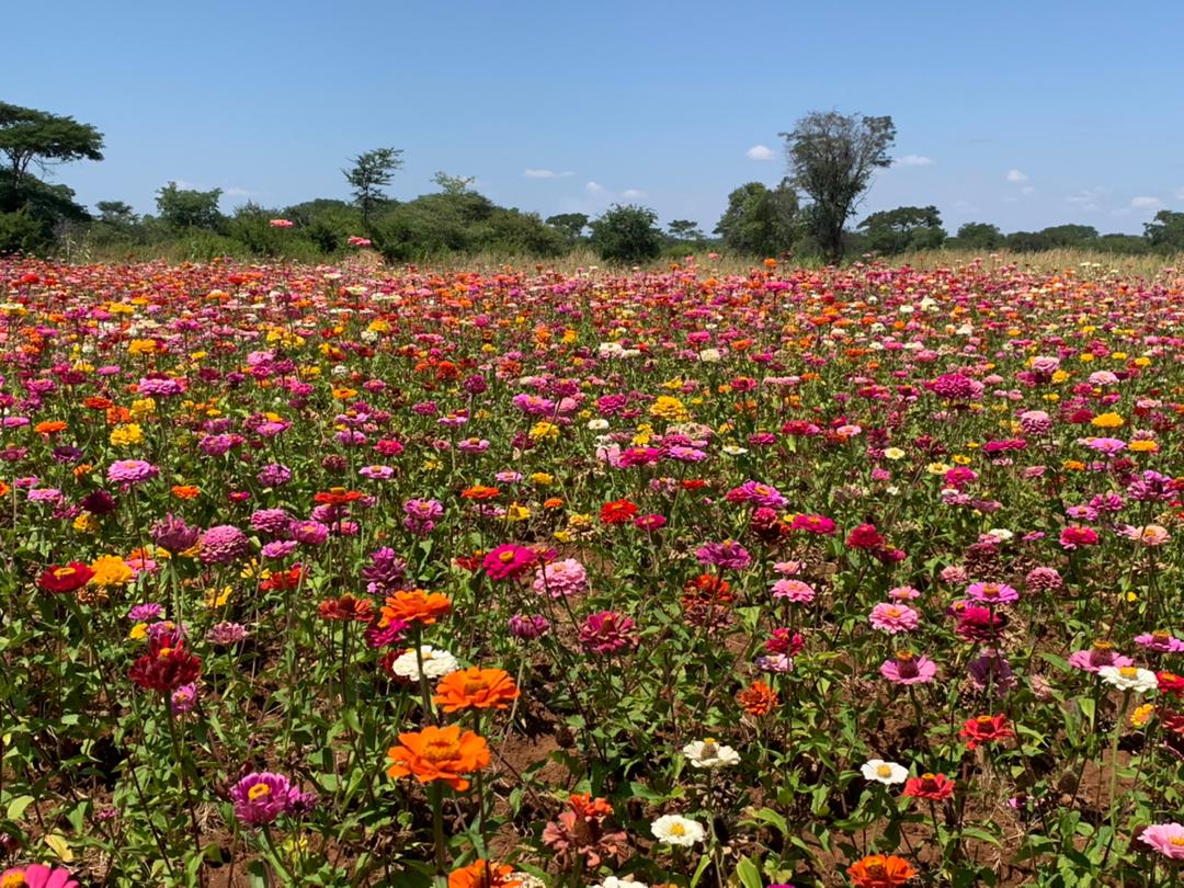 The potential for farmers in Nkayi to export horticultural produce is growing. In collaboration with <a href="/apt_zimbabwe/">APT_Zimbabwe</a>, we are now working with smallholder farmers in the area to grow their capacity to produce quality flowers that will unlock access to European &amp; other int. markets