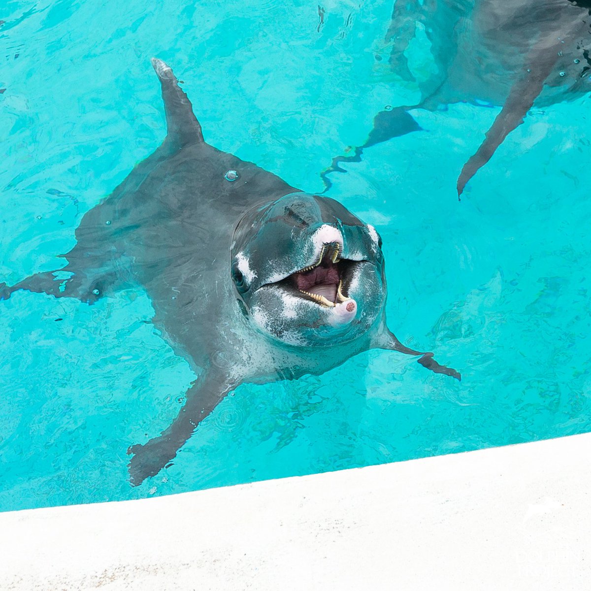 Dolphins who participate in #SwimWithDolphin interactions are regularly observed with persistent wounds and abrasions from being handled by customers.
Don't contribute to this cruelty. Become a #DolphinDefender and pledge to #SayNoToTheDolphinShow: dolphin.fyi/DolphinPledge