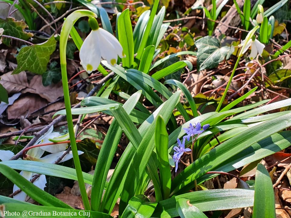 Cluj Tourism tweet media