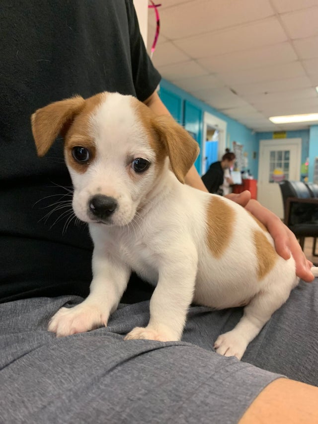 JackMomAmy's tweet photo. My first dog, 8 weeks old, Meet Bear! #parsonrussell #bernesemountaindog #swissdog #dogsoftwitter #DogLover #dogsarefamily #dogsarelove
#jackrussellsofinstagram #jackson #jax #rescuedogsofinstagram #rescuedismyfavoritebreed #rescuedog #dogmomlife 
#dog #dogoftheday #dogsoftwitter https://t.co/l7nOl3WZ3J