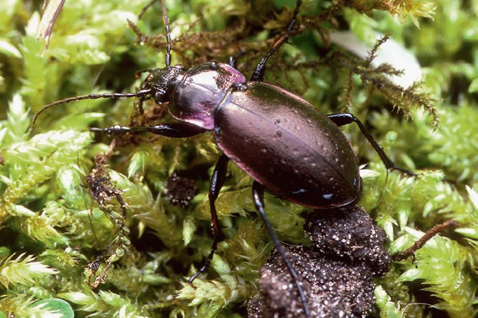 soortvandedag's tweet photo. Vandaag is het #wandelnaarjewerkdag daarom een #loopkever als #soortvandedag #carabus #schallebijter 

Schallebijters zijn forse, vaak zwarte, stinkende loopkevers. Er zijn een paar heel zeldzame hoogveensoorten maar ook algemene die je ook je tuin kunt vinden. https://t.co/6CjE3DKarG