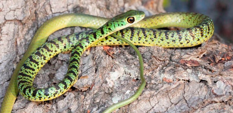 Tiana • Spotted Bush Snake(Philothamnus semivariegatus)