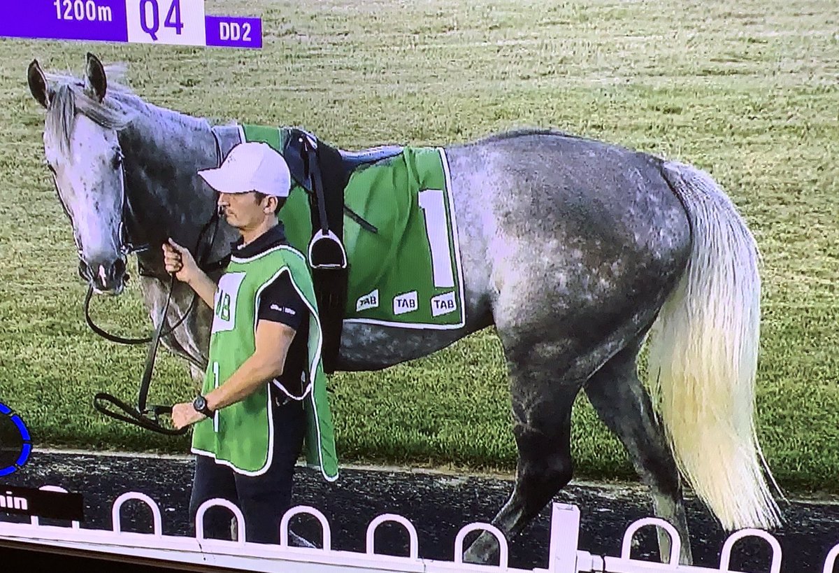 CaroSearcc's tweet photo. Have you seen a better tail than this?! ❤️❤️ Battenburg @JTRacingRwik @DGRTBS @thinkbigstud https://t.co/Fc41W9OxSd