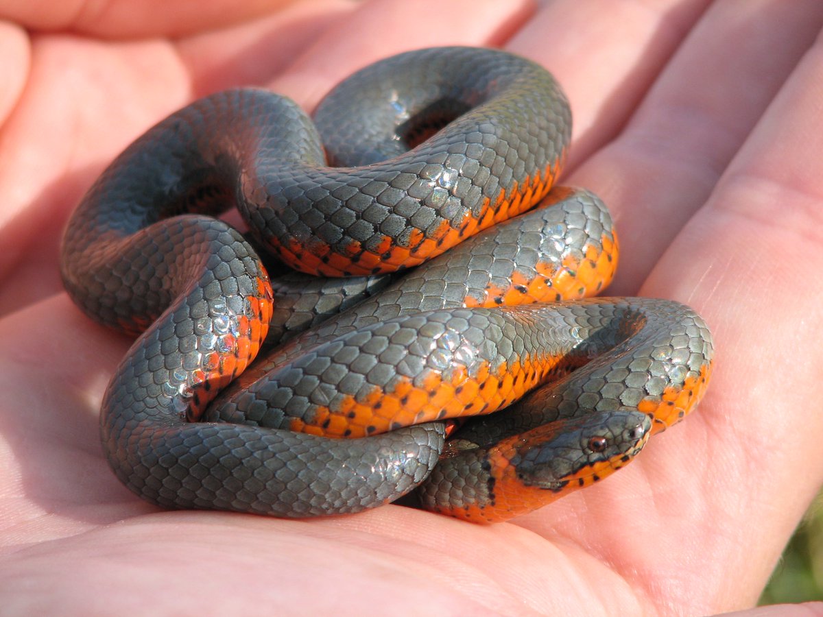 Merida • Ring-Necked Snake(Diadophis punctatus)
