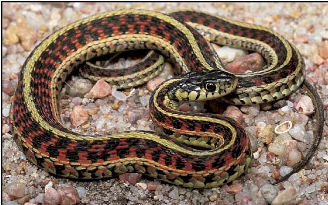 Snow White • Plains Red-Sided Garter Snake(Thamnophis sirtalis parietalis)