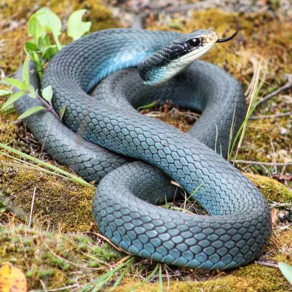 🌿🦎 Margaret 🐍🌿 on Twitter: