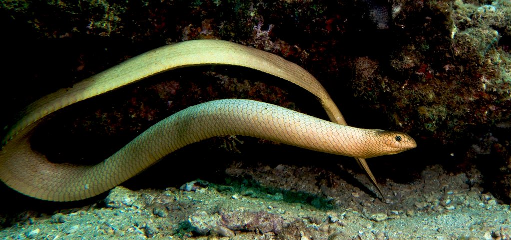 Moana • Olive Sea Snake(Aipysurus laevis)
