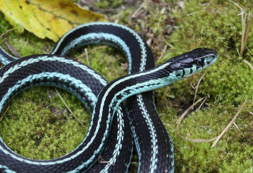 Jasmine • Puget Sound Garter(Thamnophis sirtalis pickeringii)