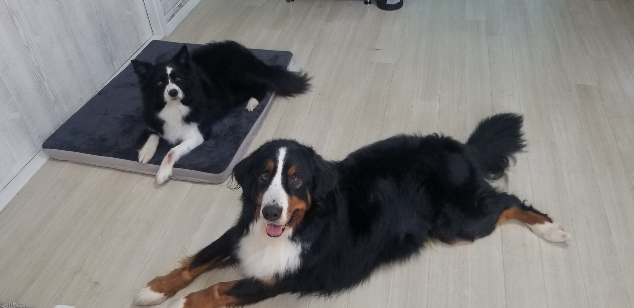 ほしゃまま cbmdh Twitter