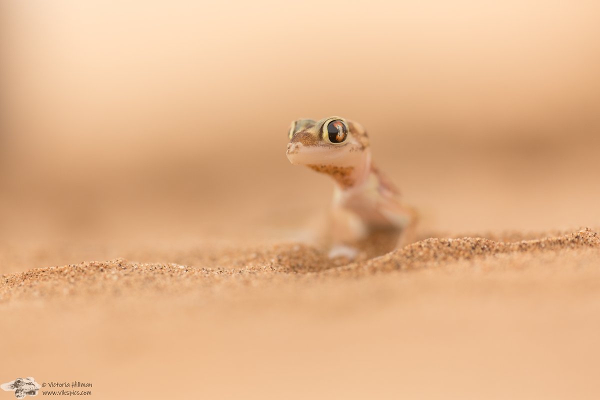 Because I haven't absolutely no idea what day it is, let's have a super cute gecko to get us all through today. 😆🥰