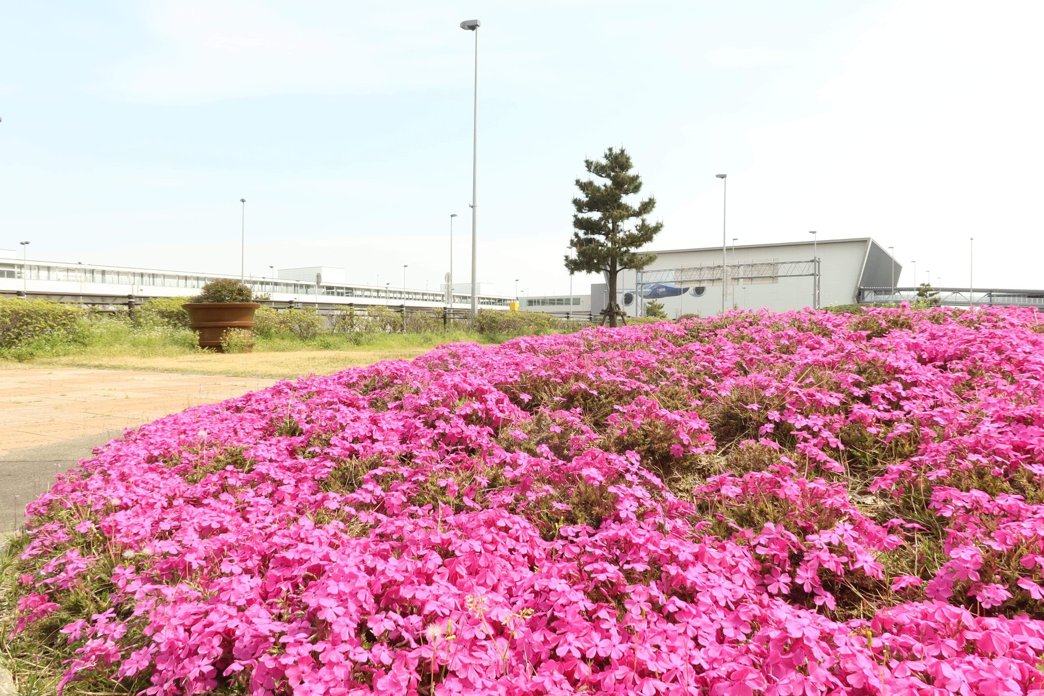 中部国際空港セントレア セントレアガーデンのオオシマザクラはすっかり葉桜ですが 同じくセントレア ガーデンの芝桜が現在満開を迎えています まるでピンク色の花絨毯ですね セントレアにお越しの際はぜひお散歩してみてください T Co