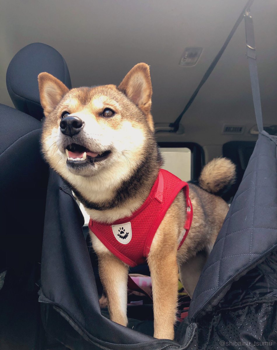 和み犬 柴犬つむ 今日は狂犬病予防接種 つむは お出かけだ とルンルン 注射中も 全く気にせず診察台をクンクン 終わったよー 偉いね と先生 その瞬間 ギャン泣き 院内に響くつむの断末魔 他のスタッフさんにも 凄い泣いてた