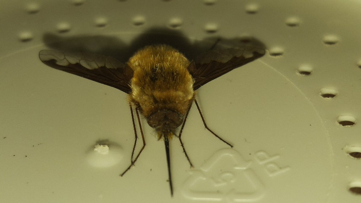 TattooTender's tweet photo. @EntsocAmerica 
Can you help me identify this? 
#help https://t.co/xWRXzvrzE2