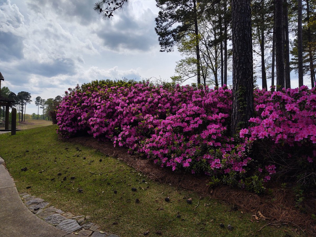AU_Turfdog's tweet photo. The azaleas know what day it is. @RTJGolf @RTJatRossBridge @TheMasters #MastersThursday https://t.co/b8sXkSXInV