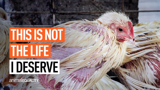 Sandeepa Bhambri tweet media