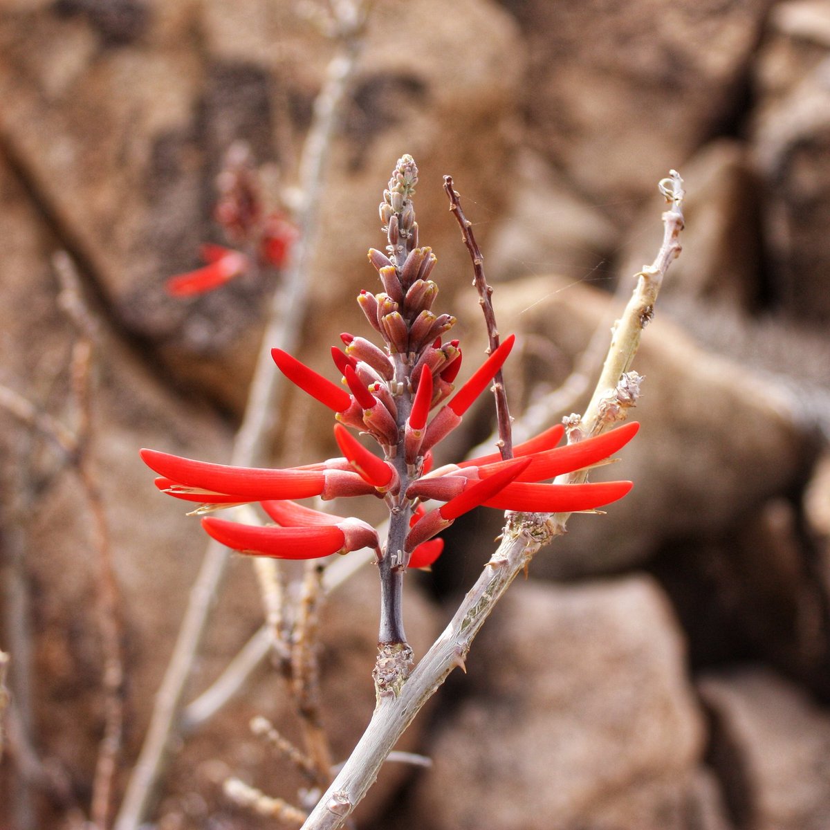 Western Coral Bean (Erythrina flabelliformis)

#flora #plants #flower #red #wildflowers #bean #coralbean #westerncoralbean #coral #erythrina #erythrinaflabelliformis #legumefamily #fabaceae #chilicote #coraltree
