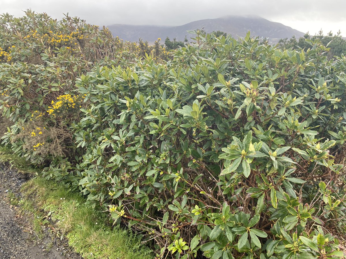 There are many silent pandemics in Ireland but this one I feel has slipped under the radar for decadesInvasive species are becoming a massive problem that is being left untreatedNorth Mayo/Achill is a prime example of this - the region is covered in Rhodo & Gunnera