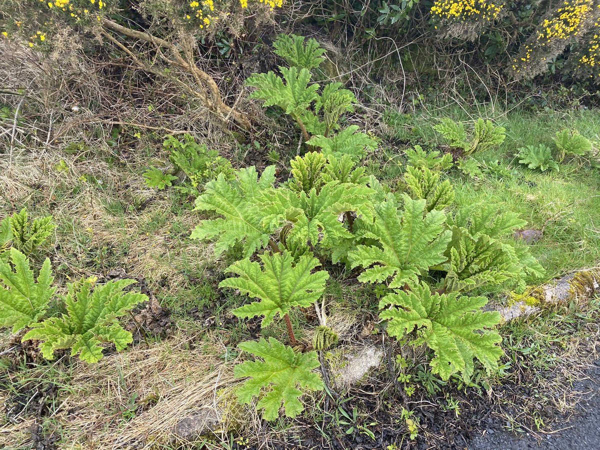 There are many silent pandemics in Ireland but this one I feel has slipped under the radar for decadesInvasive species are becoming a massive problem that is being left untreatedNorth Mayo/Achill is a prime example of this - the region is covered in Rhodo & Gunnera