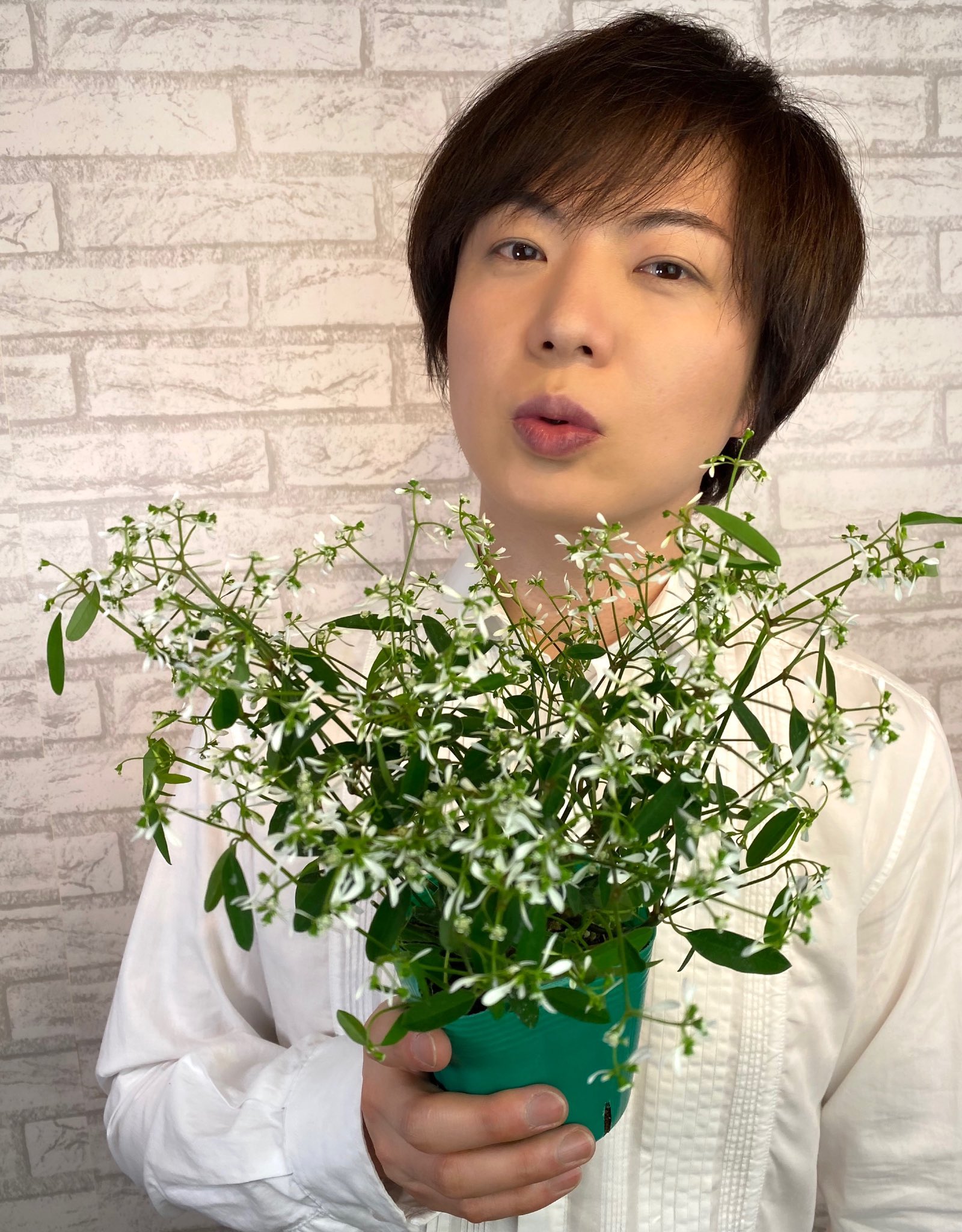 تويتر 竹島宏スタッフ 公式 على تويتر ユーフォルビア ダイアモンドフロスト 花言葉は 明るく照らして 粉雪みたいでとてもきれい 皆さんの心を明るく照らし てくれますように 今日も１日お疲れ様でした ひろネット 花便り 花言葉 花 花を贈ろう