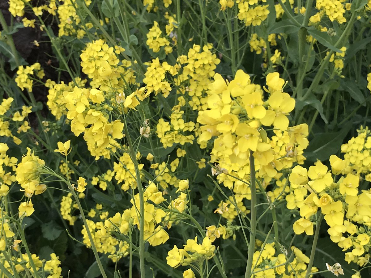 会月庵 慢壽 V Twitter スマホカメラの限界 近所の花 右から読んでも 左から読んでも なばな 菜花 野沢菜