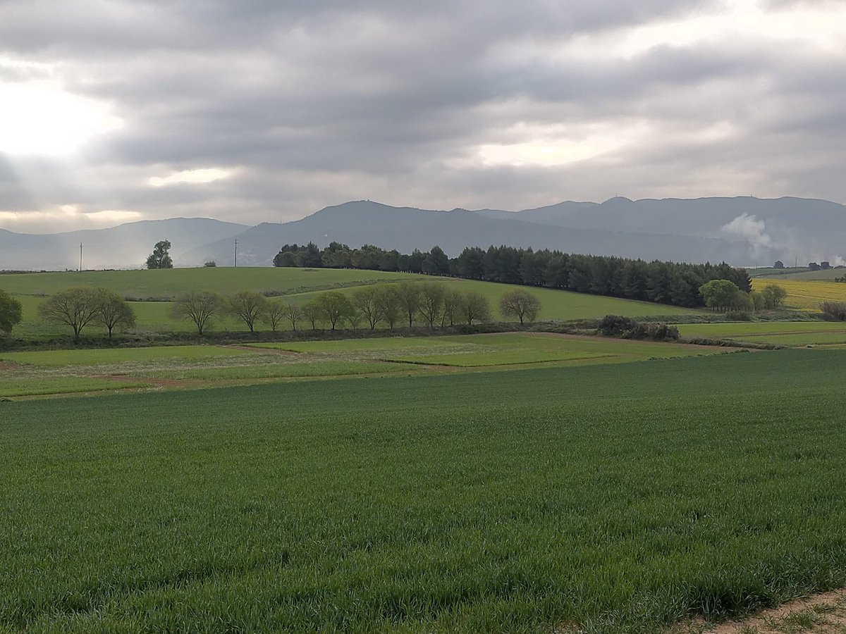 MCNBzoologia's tweet image. Hem començat la segona campanya de pugons i enemics naturals del projecte #Ecostack a Gallecs!!
Ja tenim depredadors de pugons en acció: ous de mosques de la família Syrphidae just al costat de les seves futures preses i un ou pedunculat de Chrysopa
@Biologia_UB @BiologiaUB