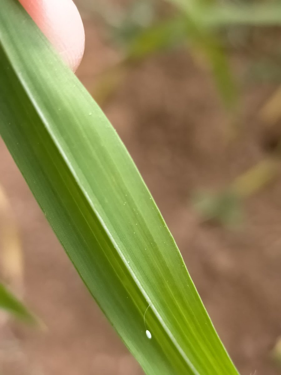 MCNBzoologia's tweet image. Hem començat la segona campanya de pugons i enemics naturals del projecte #Ecostack a Gallecs!!
Ja tenim depredadors de pugons en acció: ous de mosques de la família Syrphidae just al costat de les seves futures preses i un ou pedunculat de Chrysopa
@Biologia_UB @BiologiaUB