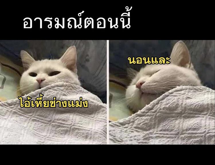 สตอรี่หมีขาว tweet media