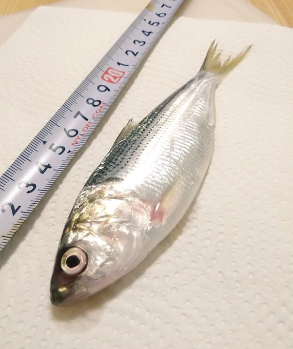 小鰭 なんと読む 江戸前寿司の光モノ 小鰭の読み方や語源などを紹介 魚漢字クイズ Sotokoto Online ソトコトオンライン 未来をつくるsdgsマガジン