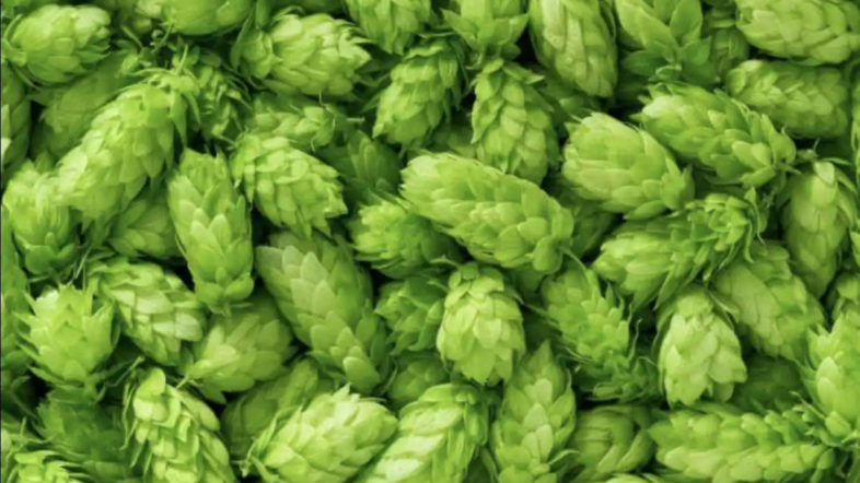 debongoapp's tweet photo. This Vegetable Grown In Bihar Costs Rupees 1 Lakh Per Kg. Read all about it here: https://t.co/KM9RGNfHhj #vegetable #bihar #hop #hopcrop https://t.co/e3dL8CaOr1
