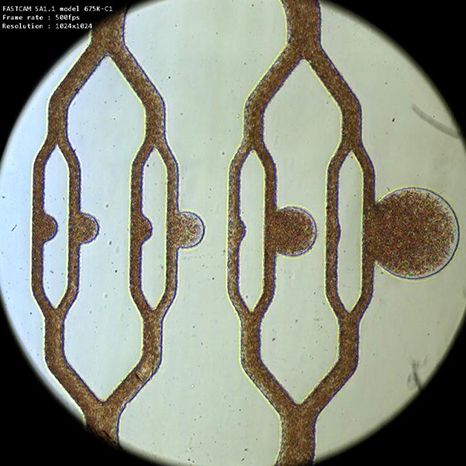 HeartIn_net's tweet photo. @Medgadget: Micro-Aneurysm-On-A-Chip to Model Vascular Disease  #Cardiology #Ophthalmology #VascularSurgery  #fitness #health #training #healthy #healthylifestyle #cardio #healthyliving #healthylife #medicine #healthcare #AI #cardioworkout #cardiologi https://t.co/Do8ECykkyG https://t.co/oViFAnEvk3