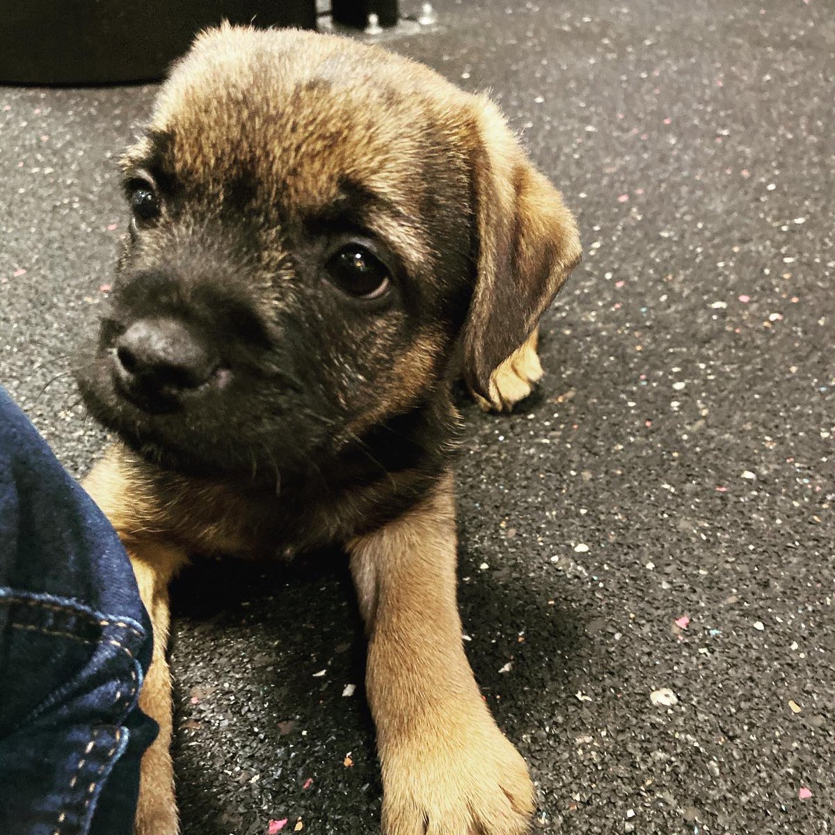 _physio_'s tweet photo. Handsome Alfie enjoying some time at work - looking very grown up! #flashback to when he was a tiny #puppyofinstagram ππΆ
#dogsofinstagram #pupsofinstagram #physiodog https://t.co/TBdQP7Xwbv