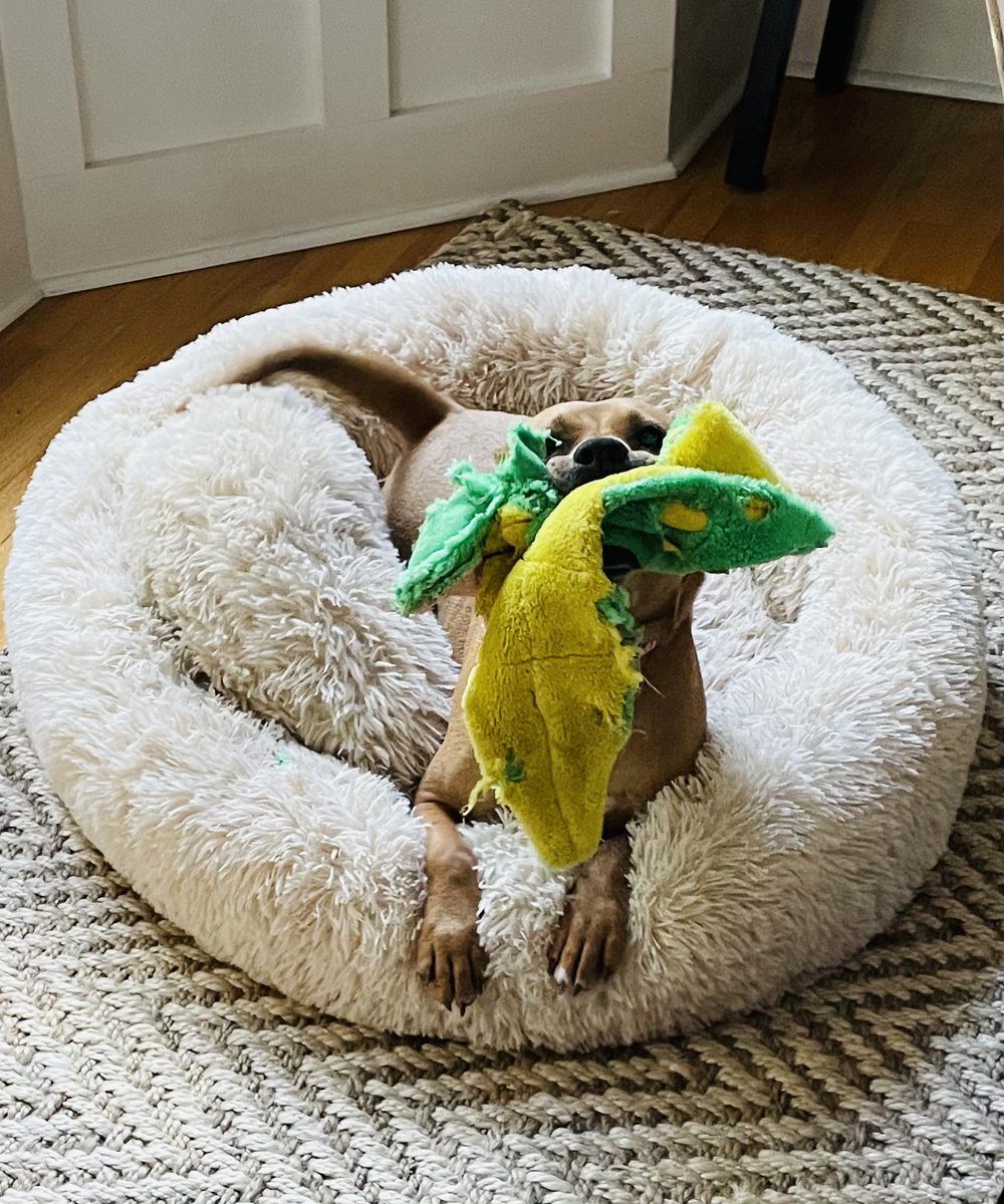 Miss Bella is ready to go with her <a href="/TheMasters/">The Masters</a> green &amp; yellow gator!