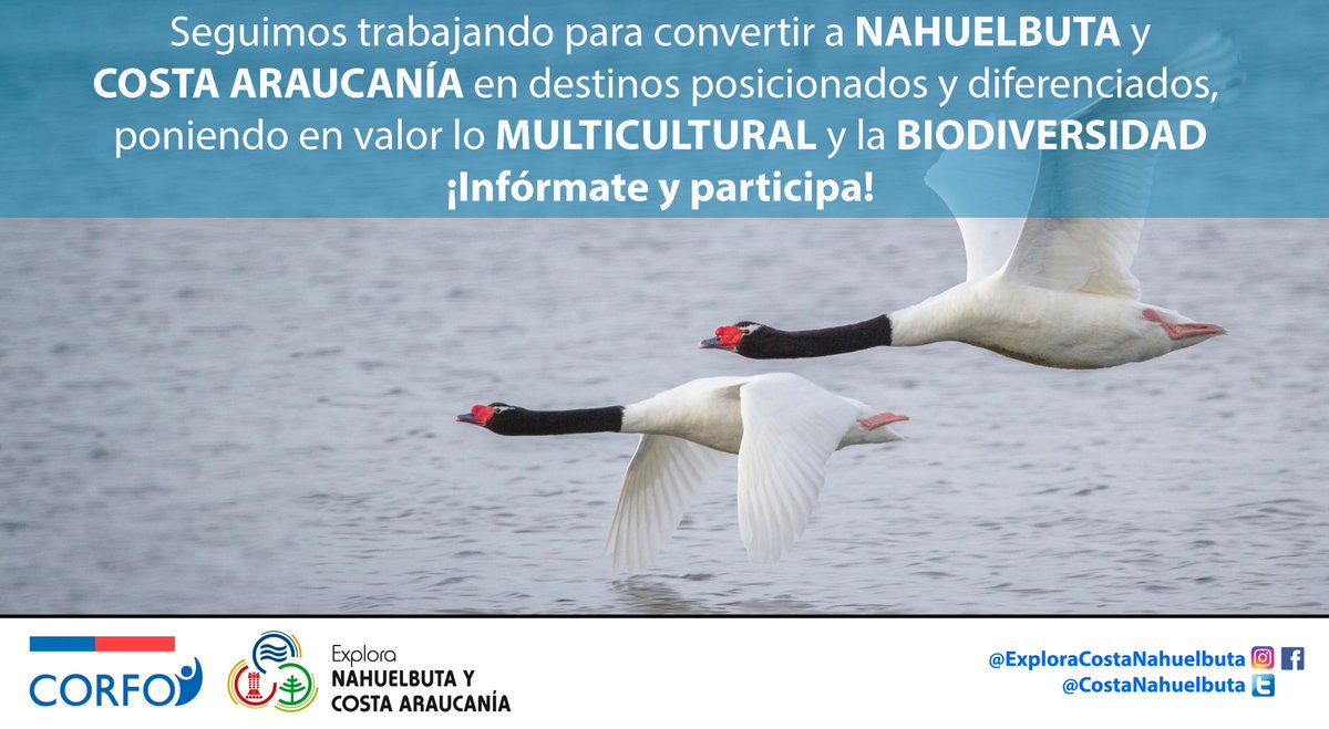 📢 <a href="/CostaNahuelbuta/">Explora Nahuelbuta y Costa Araucanía</a> sigue trabajando como parte de las iniciativas desarrolladas en el Programa Estratégico Regional (PER) de turismo para #Nahuelbuta #CostaAraucanía 👉Infórmate y participa ‼ <a href="/Corfo/">Corfo</a> <a href="/transforma_tur/">Transforma Turismo</a>