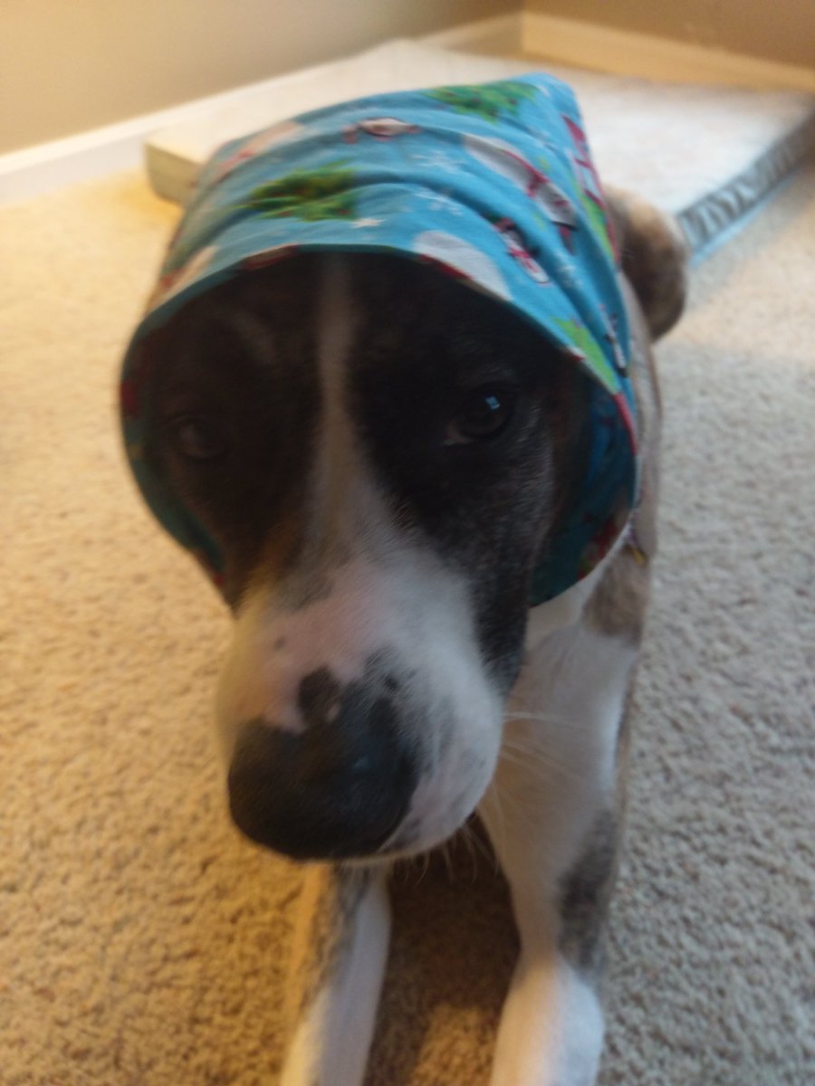 BakenekoS's tweet photo. Samoa and Gabriel's #hattribute to the late and great @ZiggyWearsHats who came over the rainbow bridge to hang out with his namesake. https://t.co/h3qmoZhJhj