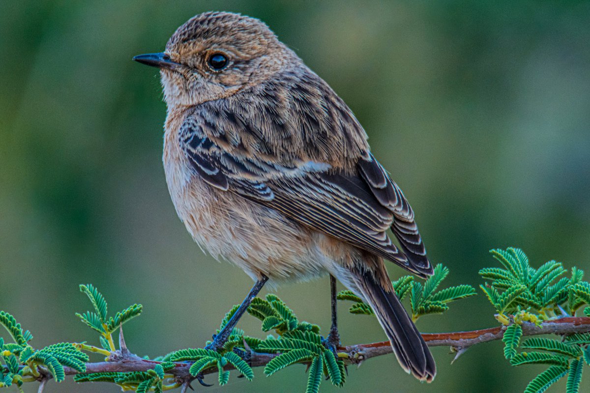 FutureMediaPK's tweet photo. Siberian Stonechat ♀️
قليعي سيبيري♀️

Ash #Shafa #AlShafa #Taif #Makkah #SaudiArabia
#شفا #الشفا #الطائف #مكة #السعودية

#المعلومات #المصورين #الصور #عدستي
#birds #wildlife #nature #photography #photographer #amazing #ksa #photooftheday @tswir @SaudiMagazine @IASArabia @sapracOrg https://t.co/9irQP560mH