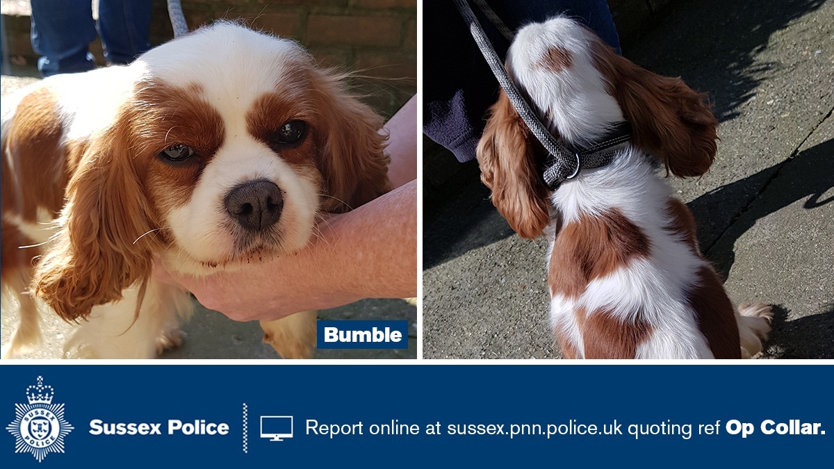 We are re-appealing to locate the lawful owners of a number of suspected stolen dogs. If one of the dogs could be yours pls email: dogtheft@sussex.pnn.police.uk quoting the name of the dog.Follow the thread below for more dogs & pictures.More here:  http://orlo.uk/tXnvl 