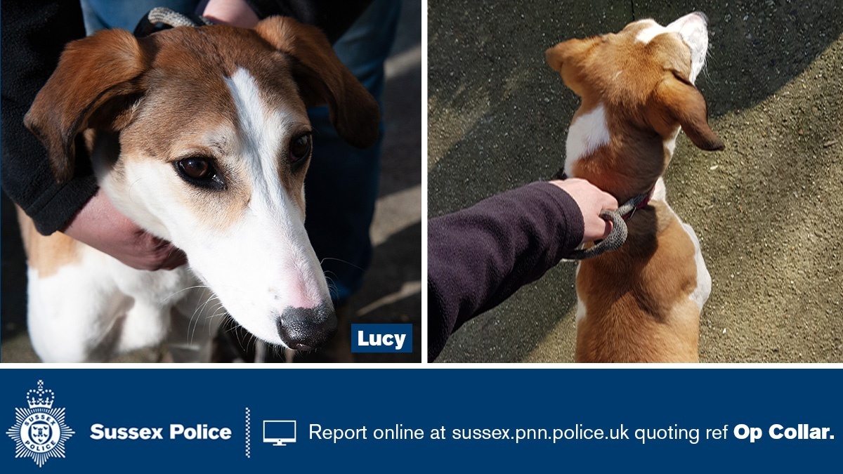 We are re-appealing to locate the lawful owners of a number of suspected stolen dogs. If one of the dogs could be yours pls email: dogtheft@sussex.pnn.police.uk quoting the name of the dog.Follow the thread below for more dogs & pictures.More here:  http://orlo.uk/tXnvl 