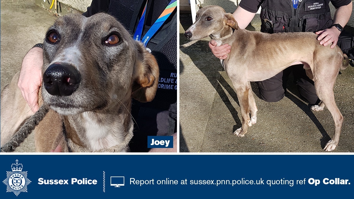 We are re-appealing to locate the lawful owners of a number of suspected stolen dogs. If one of the dogs could be yours pls email: dogtheft@sussex.pnn.police.uk quoting the name of the dog.Follow the thread below for more dogs & pictures.More here:  http://orlo.uk/tXnvl 