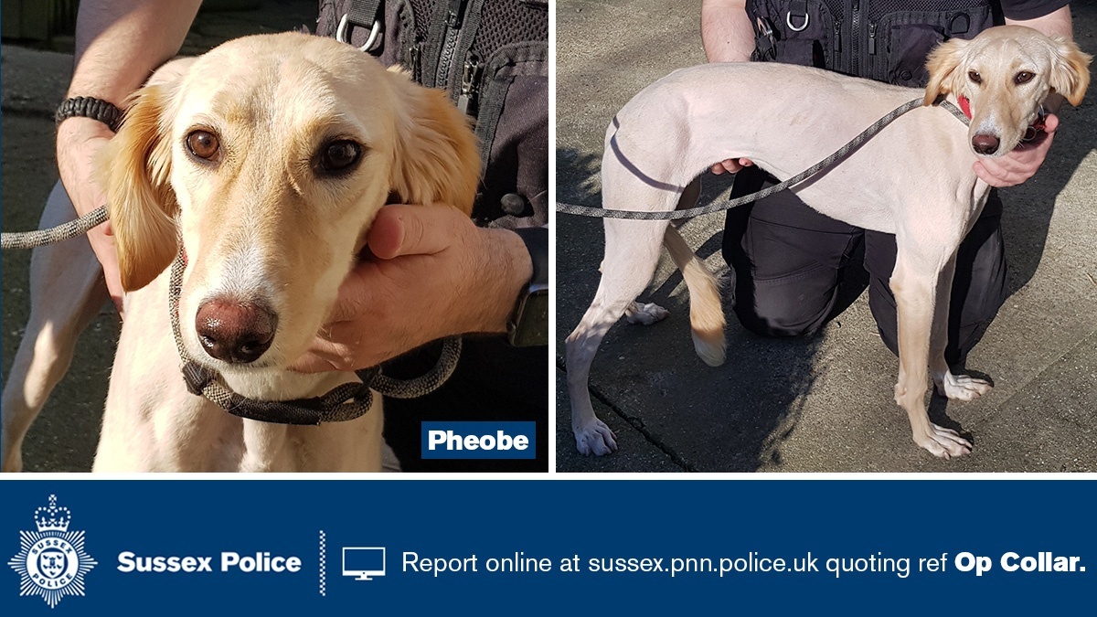 If you recognise suspected stolen dog Phoebe as your dog please email dogtheft@sussex.pnn.police.uk with your contact info quoting ‘Phoebe’. The email address is the fastest way to contact us and we have a dedicated team managing this.See thread above for more dogs and pics.