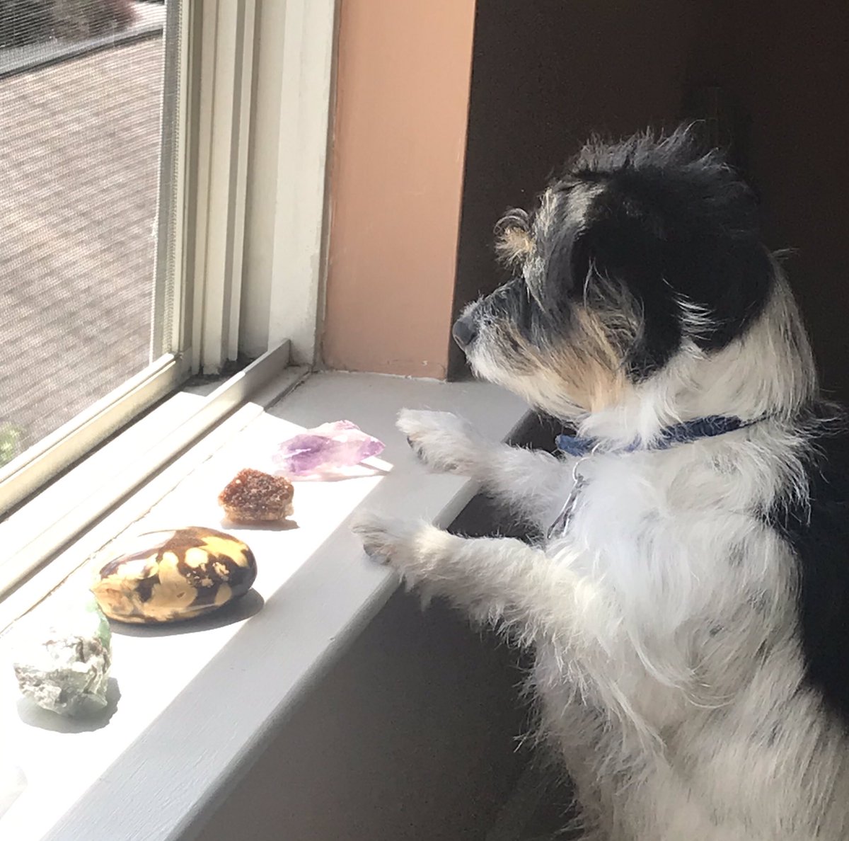 Varleisha Lyons (formely Gibbs), OTR/L,PhD, FAOTA tweet media