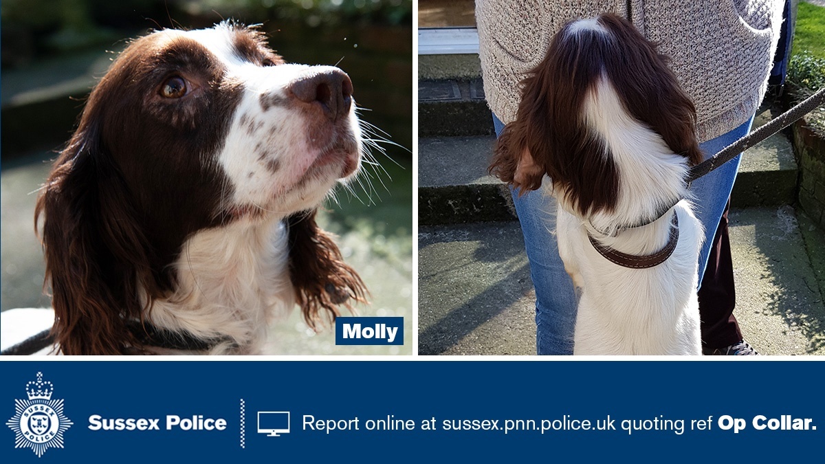 If you recognise suspected stolen dog Molly as your dog please email dogtheft@sussex.pnn.police.uk with your contact info quoting ‘Molly’. The email address is the fastest way to contact us and we have a dedicated team managing this.See thread below for more dogs and pics