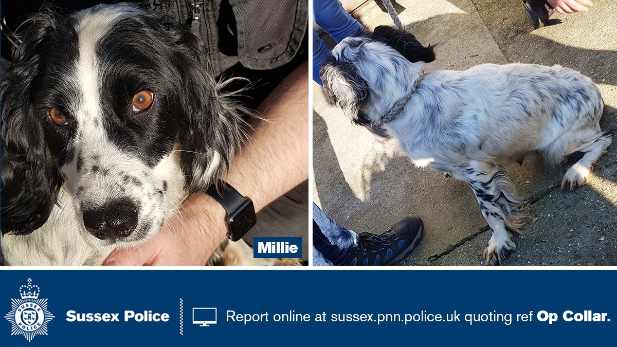 If you recognise suspected stolen dog Millie as your dog please email dogtheft@sussex.pnn.police.uk with your contact info quoting ‘Millie’. The email address is the fastest way to contact us and we have a dedicated team managing this.See thread below for more dogs and pics.