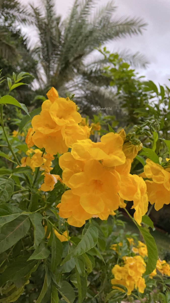 111_66l's tweet photo. •

لا تتماسك ، ارتبِك أمام الجمال .. بُستان وَرد نبتَ بقلبي .. 

ورودي ..💕🌿 https://t.co/6NrJm4RlNL