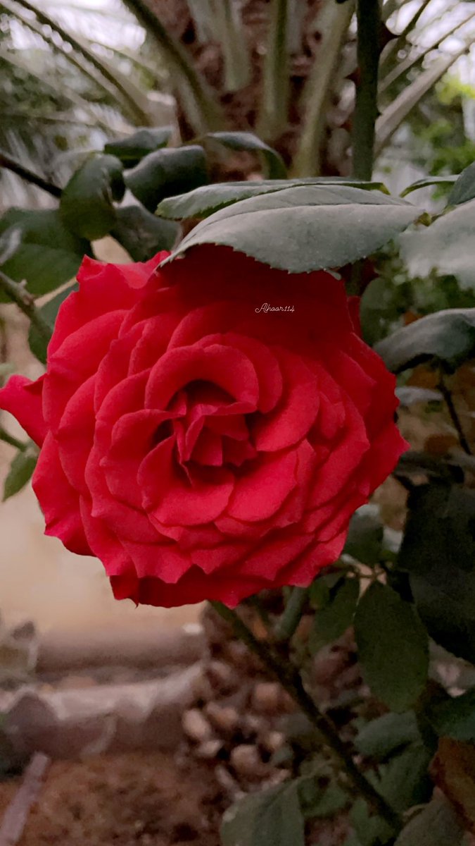 111_66l's tweet photo. •

لا تتماسك ، ارتبِك أمام الجمال .. بُستان وَرد نبتَ بقلبي .. 

ورودي ..💕🌿 https://t.co/6NrJm4RlNL