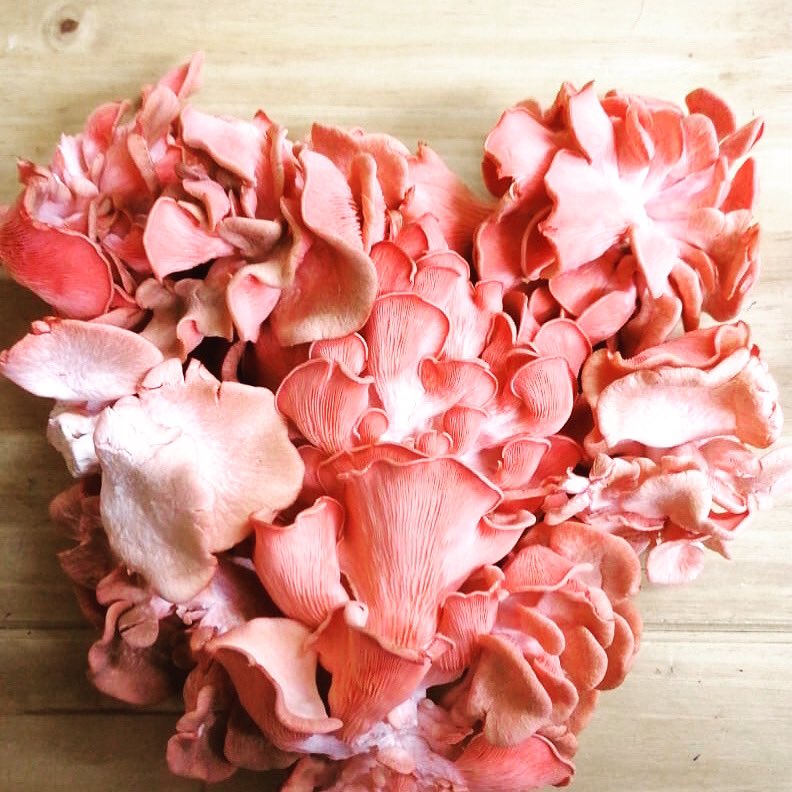 Add some vibrant Pink Oyster Mushrooms to your Pasta 💚 these grow in beautiful bouquets 🌸

Available in Dried Mixed mushroom packs 15g £3.95 each.. order on our Facebook page 

#welovemushrooms #driedmushrooms #mushrooms